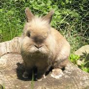 Kanin Rosenlyst's Snøvsen