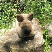 Kanin Rosenlyst's Snøvsen