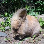 Kanin Rosenlyst's Snøvsen