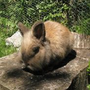 Kanin Rosenlyst's Snøvsen