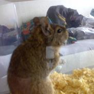 Degu Dinko