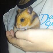 Hamster Zita