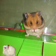 Hamster Zita