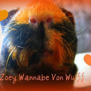 Marsvin Zoey Wannabe von Wullf