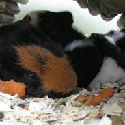 Marsvin Zoey Wannabe von Wullf