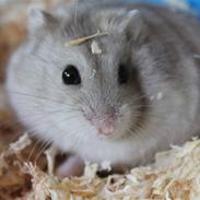 Dværghamster Prinsesse Titty R.I.P.