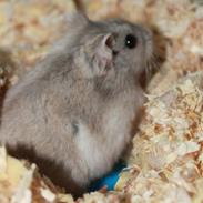 Dværghamster Prinsesse Titty R.I.P.