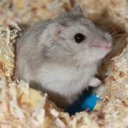 Dværghamster Prinsesse Titty R.I.P.