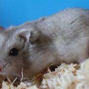 Dværghamster Prinsesse Titty R.I.P.