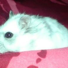 Dværghamster Tot