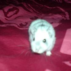 Dværghamster Tot