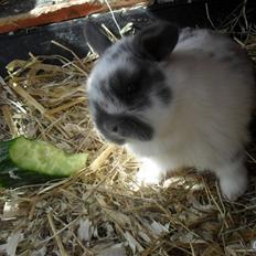 Kanin Hoppsernes Fiona