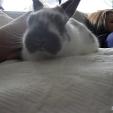 Kanin Hoppsernes Fiona