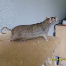 Tamrotte Hubert *R.I.P.*