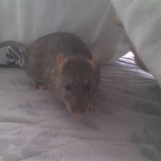 Tamrotte Hubert *R.I.P.*