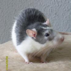 Tamrotte Ludvig *R.I.P.*