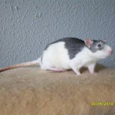 Tamrotte Ludvig *R.I.P.*