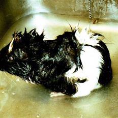 Marsvin Tazan *R.I.P*