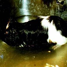 Marsvin Tazan *R.I.P*