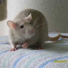 Tamrotte Dusty Tresure *R.I.P*