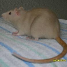 Tamrotte Dusty Tresure *R.I.P*