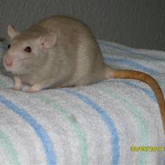 Tamrotte Dusty Tresure *R.I.P*