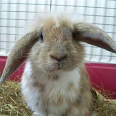 Kanin Snuske'Bassen'Toffiê~Væk