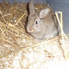 Kanin Bounty (Beauty)