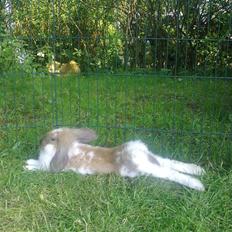 Kanin Paf 's Don Hip - SOLGT og SAVNET<3