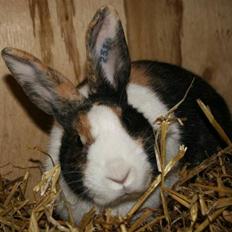 Kanin Mimrelunds Purple Rain