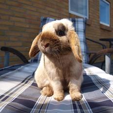 Kanin Stampe :} Aka: Nuller DØD