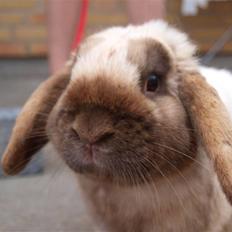 Kanin Stampe :} Aka: Nuller DØD