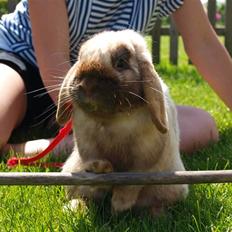 Kanin Stampe :} Aka: Nuller DØD