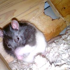 Tamrotte Dave (Død) 