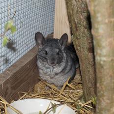 Chinchilla Kika<3 