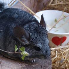 Chinchilla Kika<3 