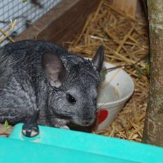 Chinchilla Kika<3 