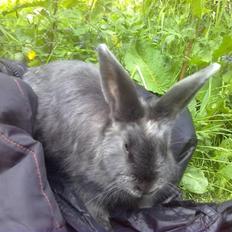 Kanin Simba von der siegesburg