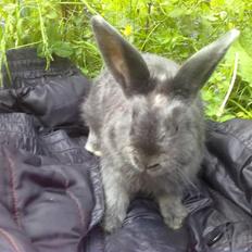 Kanin Simba von der siegesburg