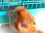 Hamster Lucky