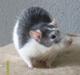 Tamrotte Ludvig *R.I.P.*