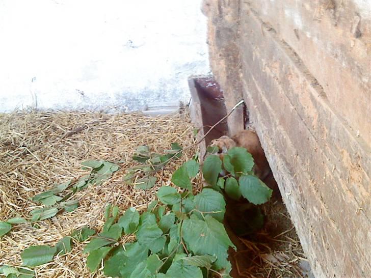 Kanin Bob - Gemmeleg billede 1