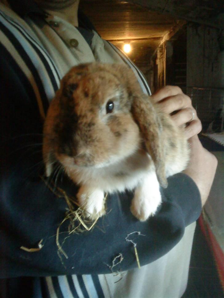 Kanin Bob billede 4