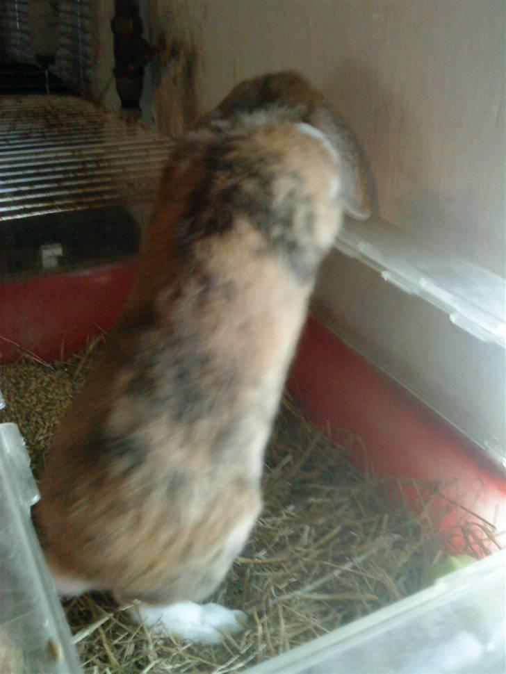 Kanin Bob - Utrolig flotte farver, men hvad hedder de/den??? billede 5