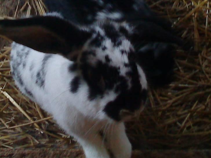 Kanin Honda billede 1