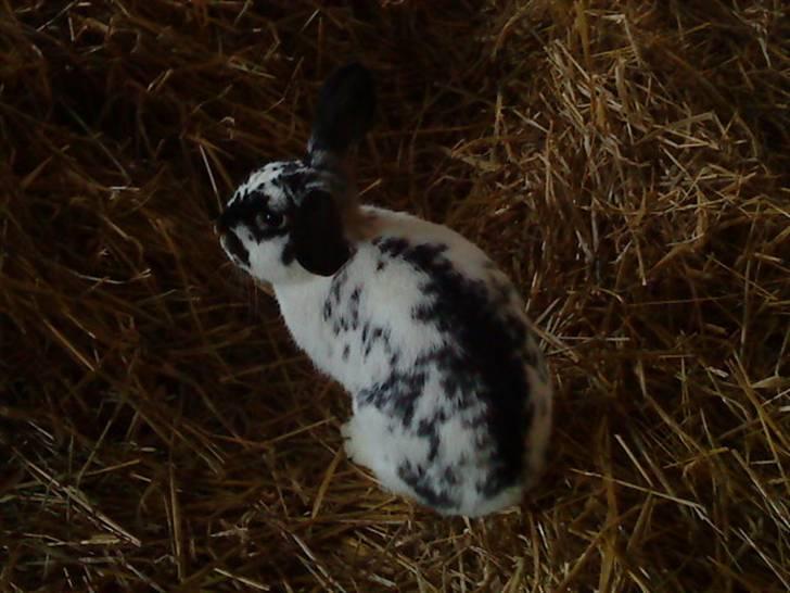 Kanin Honda billede 2