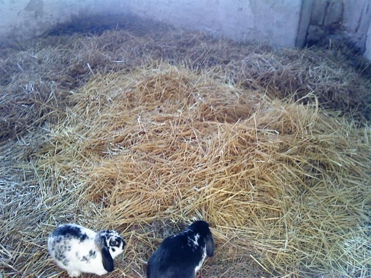 Kanin Honda - Honda (til venstre) med sin mor (til højre) billede 3