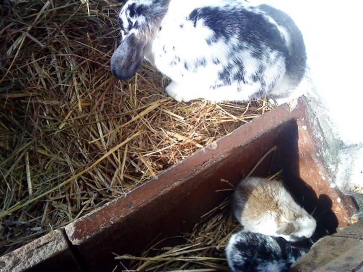 Kanin Honda - Honda og et par af hendes unger billede 4