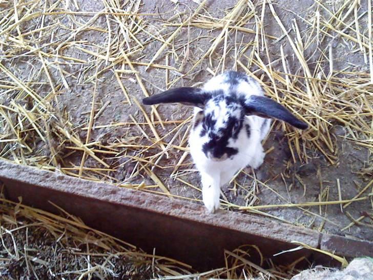 Kanin Honda billede 5