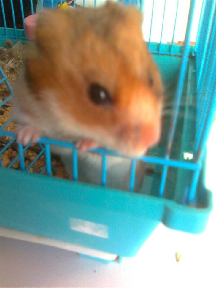Hamster Lucky billede 4